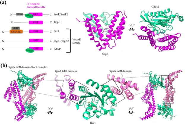 Figure 9. Bacterial structures with GEF (a) and GDI (b) activities. (a) Left: Schematic comparison of the domain architecture  of bacterial GEFs