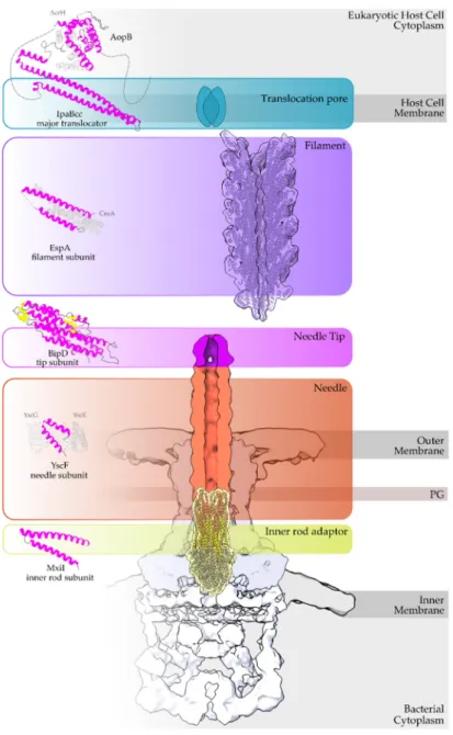 Figure 1. Overview of a T3S nanomachine embedded in the two bacterial membranes. Early and middle secretion substrates are almost all α-helical