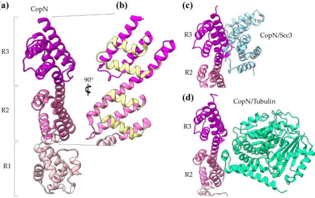 Figure 5. CopN gatekeeper structure. (a) The CopN structure consisting of three (R1–R3) structurally homologous 5-helix  assemblies, shown in different magenta shades