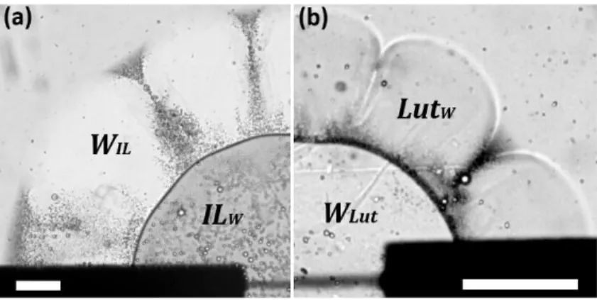 FIG. 9. Phase separation patterns of: (a) IL-water, (b) lutidine-water mixtures in a hydrophilic cavity