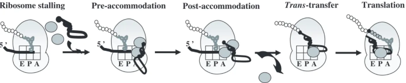 Figure 7. Schematic illustration of the location of the SmpB molecules during trans-translation