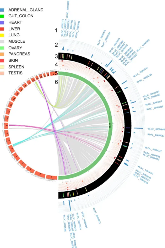 Figure 3.  The Circos plot provides the visualisation of dog-human orthologous relationships of lncRNAs and  their comparative transcriptomic-based expression patterns