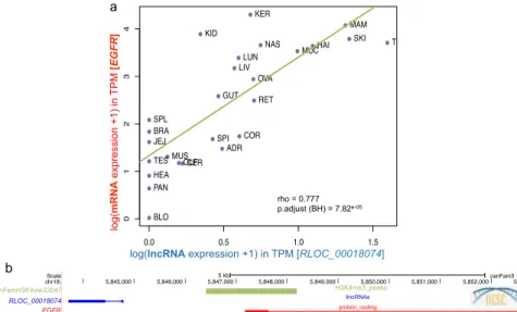 Figure 5. (a) Correlation plot of the lncRNA:mRNA pair (RLOC_000018074:EGFR) in the 26 tissues