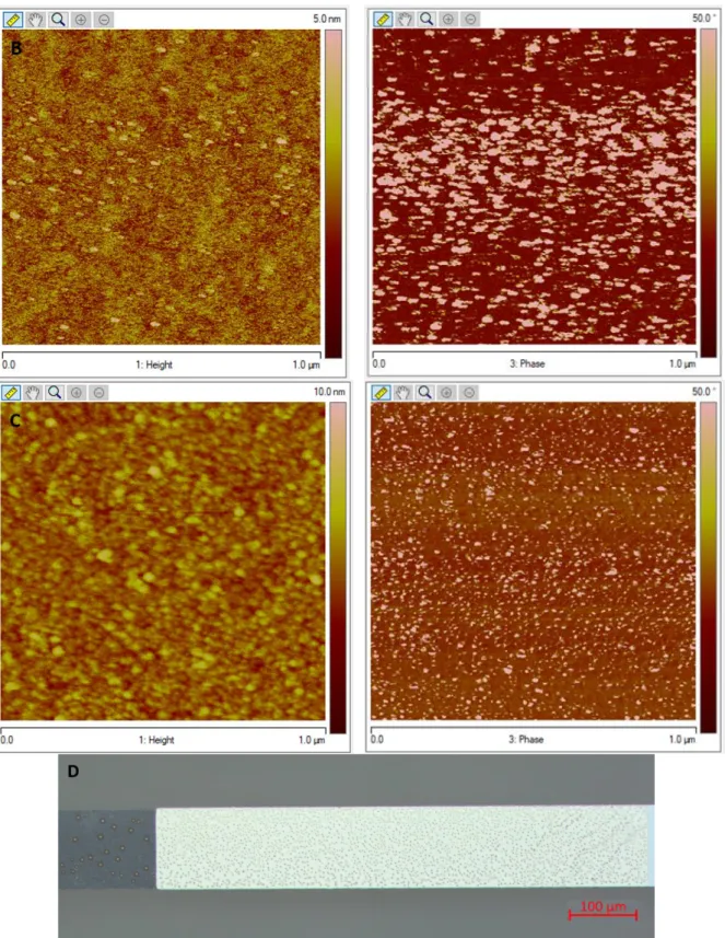 Figure 4.8: AFM analysis images of the sample with 10s piranha etching (A, B, C) and the top view  micrograph after three weeks in air at clean-room temperature (D)