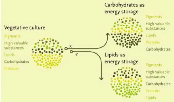 Figure I.7: Microalgae can be manipulated to high proteins, high carbohydrates or high  lipids content as required (https://subitec.com/en)