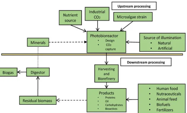 Figure I. 12: Outline of the formation process of microalgal biomass and bioproducts (Jacob-Lopes  et al