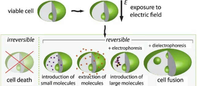 Figure I.19: A schematic representation of cell electroporation with possible outcomes depending on  the pulsing protocol (amplitude, shape, duration of pulses) and additional cell manipulation 