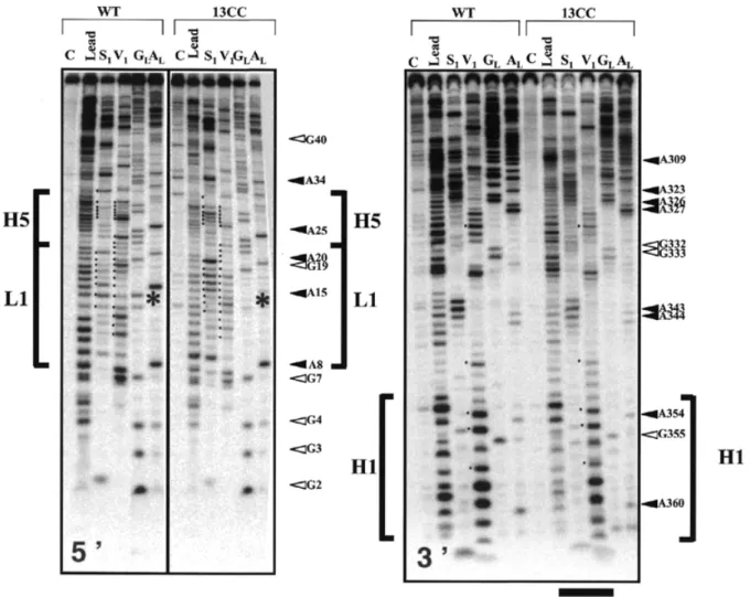 Figure 5. Nuclease mapping and lead cleavages of E.coli tmRNA variant 13CC, compared with wild-type