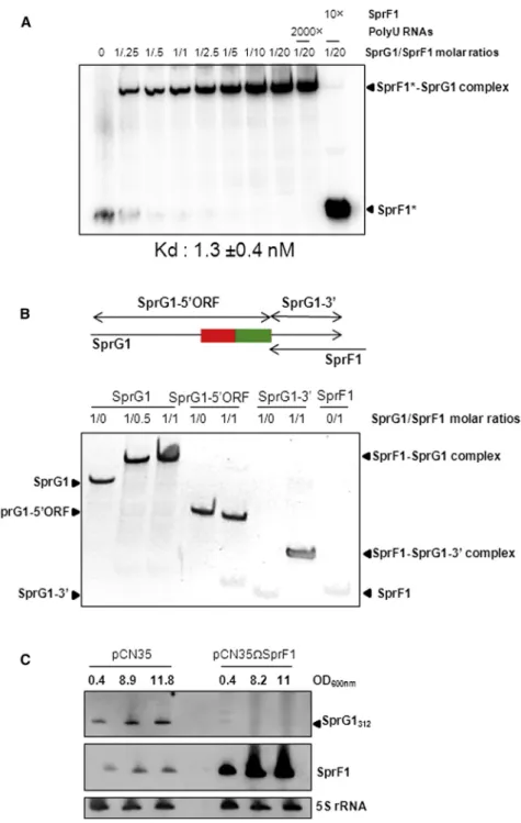 Figure 4. SprF1 Reduces SprG1 Expression by a Direct cis Interaction that Involves the Sequence Overlap between the RNAs (A) Native gel retardation assays of purified labeled SprF1 (A) with unlabeled SprG1 312 