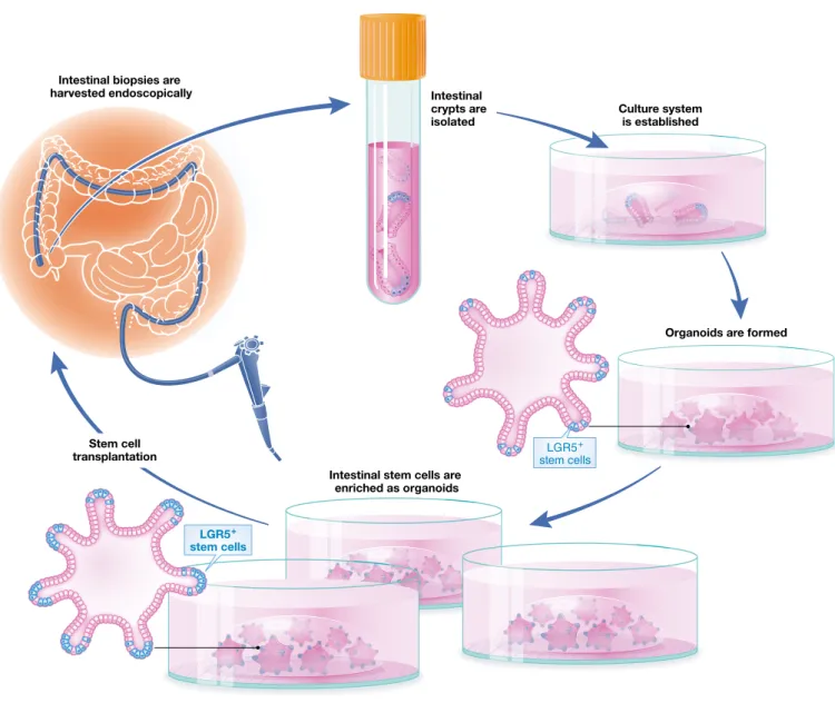 Figure 4. The course of human ISC harvesting to transplantation.