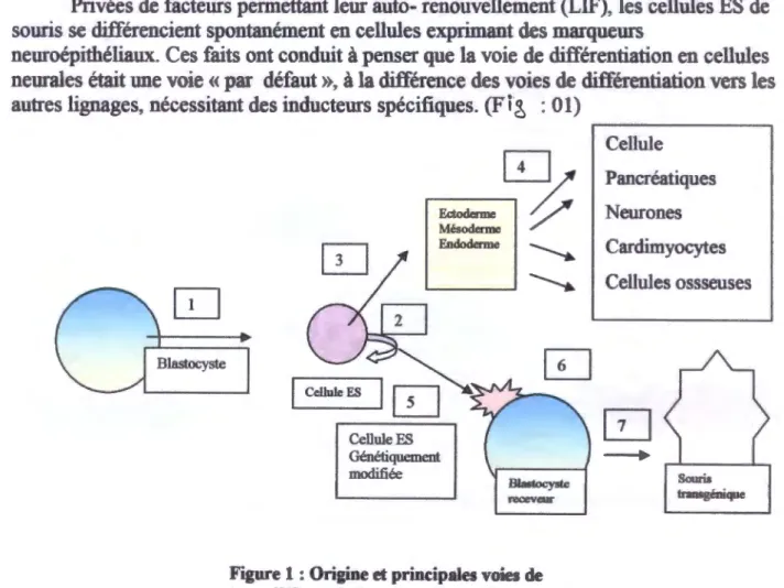 Figure 1 : Origine  et  principales voies de  transdifférenciation da  cellules,  ES 