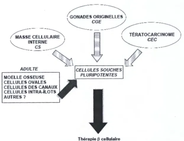 FIG.  3 -Sources  de cellules souches qui peuvent donner naissance  à  des cellules produisant  de l'insuline