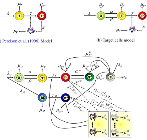 Figure 1: Example of mechanistic model based on ODE. They can be defined as complex as needed to describe the biological mechanism of interest (from (a) to (c) and more, the target cells model (b) has good prediction abilities)