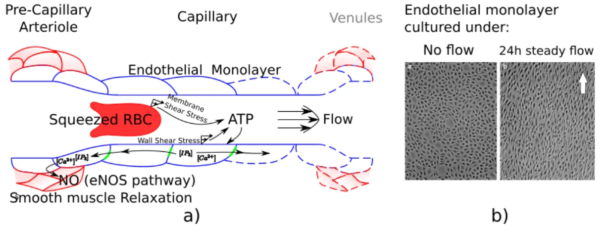 Figure 1.5: Endothelial cells acute and chronic responses to flow: (a) A hypothesized acute response (few seconds to minutes) triggerred by flow shear stress and RBC deformation