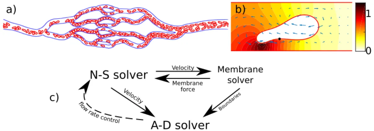 Figure 1.6: (a) An example of LBM method used to study a vessel network with realistic geometry (a network extracted from a mesentery of a cat); (b) An example of a deformed RBC under shear stress dependent ATP release in confined channel flow