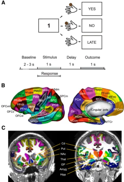 Figure 1. A, Arbitrary visuomotor mapping task. B, MarsAtlas: cortical parcellation displaying the anatomical gradients both in the rostrocaudal and dorsoventral directions; for a detailed description, see Auzias et al