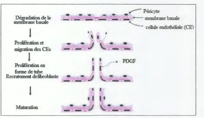 Figure 2: Représentation schématique de principales étapes de  l 'angiogénèse. Déstabilisées, les CEs  sont capables de dégrader la MB, puis de proliférer et migrer en  direction du gradient de concentration 