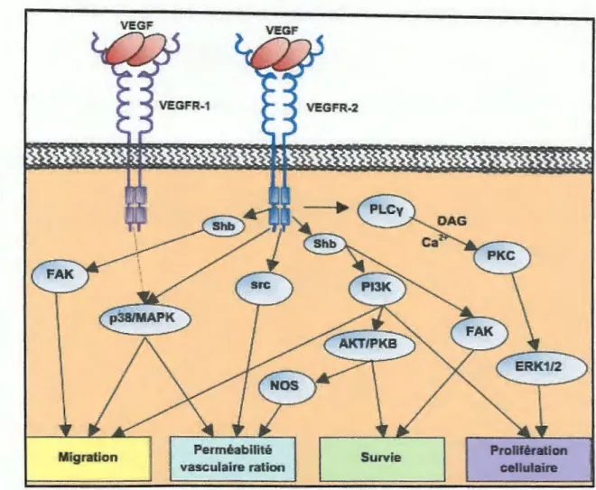 Figure 5:  Voies de signalisation activées par le  VEGF et fonction physiologique. 