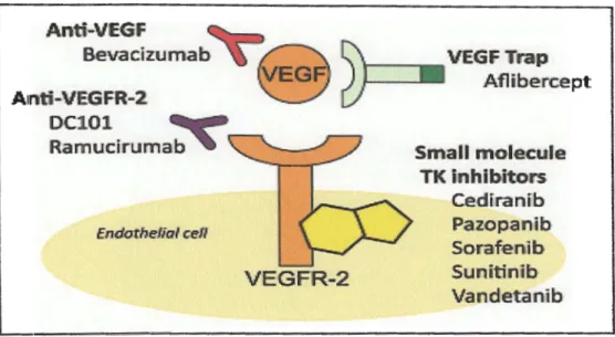 Figure 7:  Optimisation de la signalisation de  VEGF (D'après Glade Bender et al.,  2011)