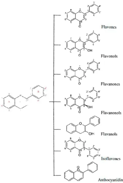 Figure 18: Structure de base desflavonoides (D'après  Weng &amp; Yen 2012.) 