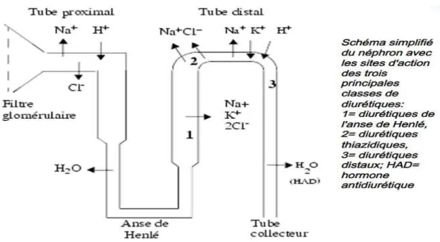 Figure 5 : Représentation schématique du néphron et les sites d`action tubulaire des diurétiques [22]