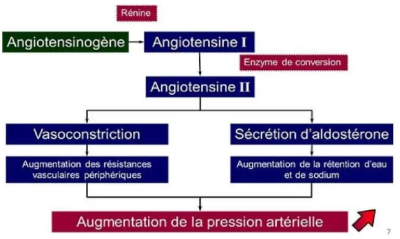 Figure 12 : Structure chimique du captopril. 