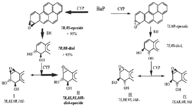 Figure 3.  Voie du CYP 450 (Yang,  1988). 