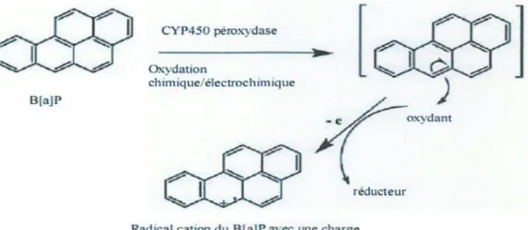 Figure  5.  Formation du radical cation (Penning et al.,  1998). 
