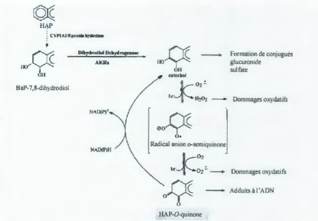 Figure 6.  Voies des quinones (Smithgall et al . , 1988). 