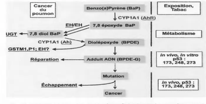 Figure 8.  Schéma métabolique de benzo(a)pyrène et déclenchement du cancer du poumon  à  partir de ce précancérogène ( Hecht, 1999)