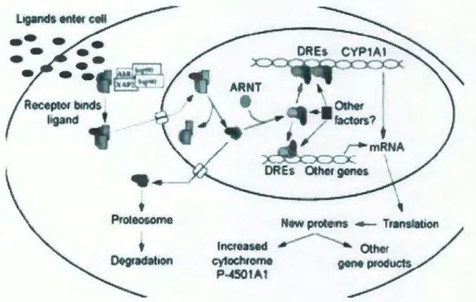 Figure 9.  Mécanisme d'induction du cytochrome P450 (Denison et Nagy,  2003)  2. Formation des adduits d' ADN 