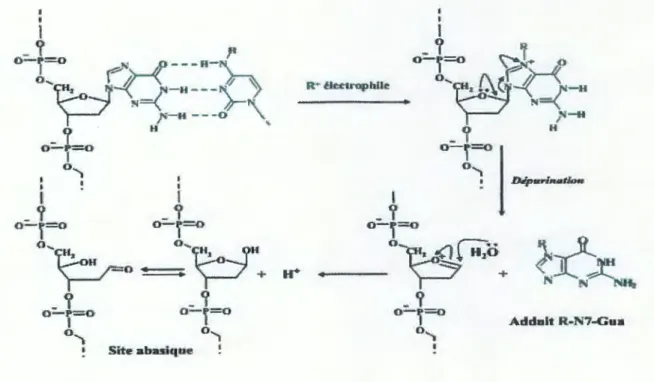 Figure 11.  Représentation de la dépurination d'un adduit fonné  en N7 de la Gua par  un  électrophile R + (Xue et al