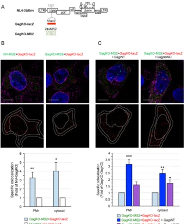 Figure 6. 3D-SIM analysis of the role of Gag in HIV-1 gRNA colocal- colocal-ization. (A) Schematic representation of the constructs used in this study.