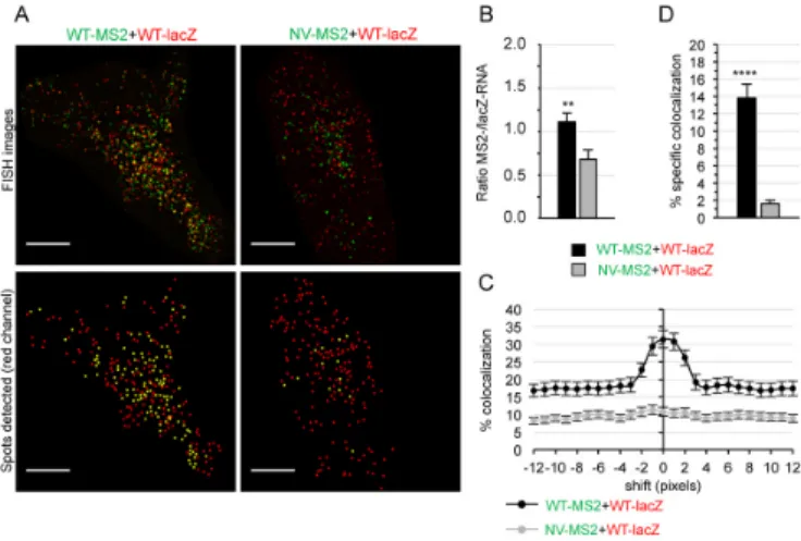 Figure 3. 3D-SIM study of HIV-1 gRNA colocalization in cells. (A–D) Representative 3D-SIM images of HeLa cells co-transfected with  WT-lacZ+WT-MS2 (A, C) or WT-lacZ+NV-MS2 (B, D) for 24 h (A, B) or 16 h (C, D) and labeled by FISH with MS2 (green) and lacZ 