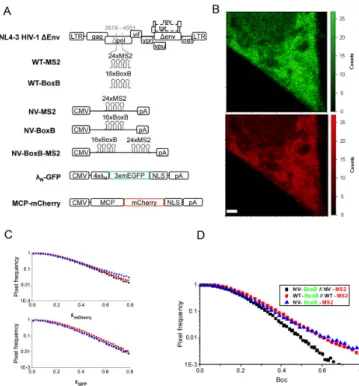 Figure 4. Cross-N&amp;B analysis of HIV-1 gRNA dimerization in the cytosol of living cells