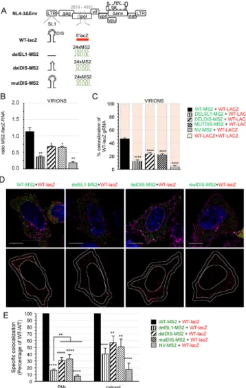 Figure 5. Role of SL1-DIS in gRNA colocalization in virions and cells. (A) Schematic representation of the mutants used in this study