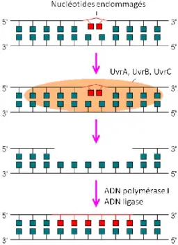 Figure 2. Modèle de la réparation de l’ADN par excision de nucléotides (NER) chez E. coli 