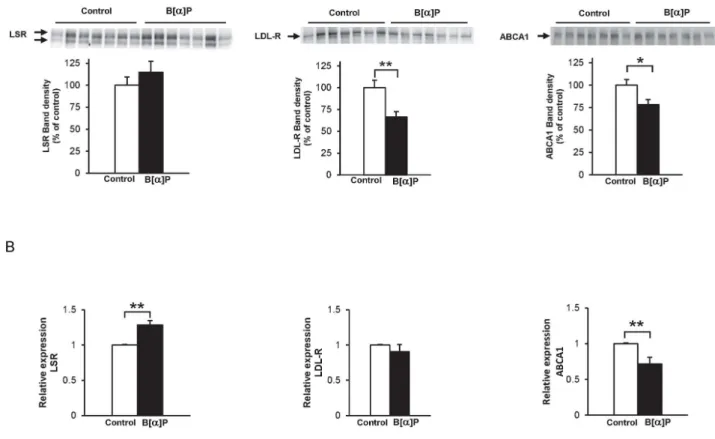 Figure 5. Effect of B[ ]P on mouse hepatic LDL-R, LSR, and ABCA1 protein and mRNA levels
