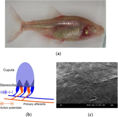 Figure 1. Bioinspiration—biological neuromast flow sensors in blind cavefish: (a) A photograph of a  blind cave tetra which shows the regressed eyes and pigmentation due to dwelling in dark deep  caves; (b) A schematic showing the morphology of the biologi
