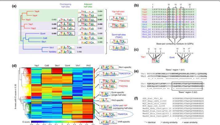 Figure 3 bZIP and VHR TFs. (a) Phylogeny and PBM-derived motifs for the eight bZIP and two VHR proteins analyzed in this study