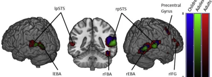 Fig. 1. Brain activity when contrasting Bodies &gt; Non-Human stimuli in Children, Adolescents and Adults