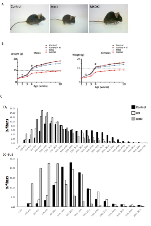 Figure  2.  mTOR  MKOKI  defective  in  endogenous  muscle  mTOR  but  expressing  a  kinase-inactive  mutant  of  mTOR