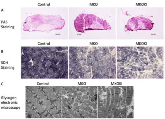 Figure 4. Mitochondrial activity, oxidative metabolism and glycogen content of muscles  from  mutant  mice