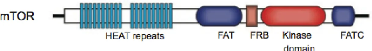 Figure 2. The domain structure of mTOR.   