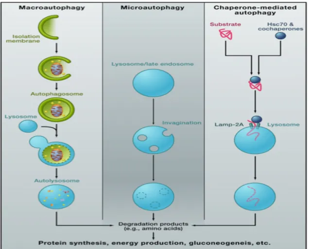 Figure  7.  Macroautophagy,  microautophagy  and  chaperone-mediated  autophagy. 