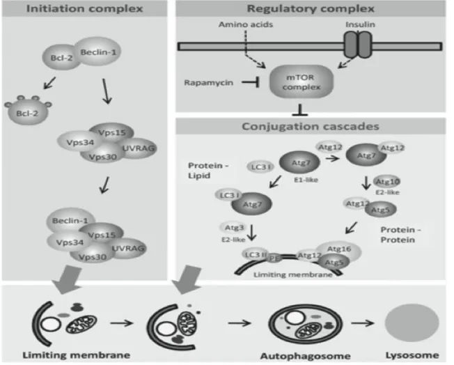 Figure  8.  Autophagy  pathways  in  mammalian  cells.  Three  different  types  of  autophagy  exist  at  the  same  time  in  most  types  of  mammalian  cells