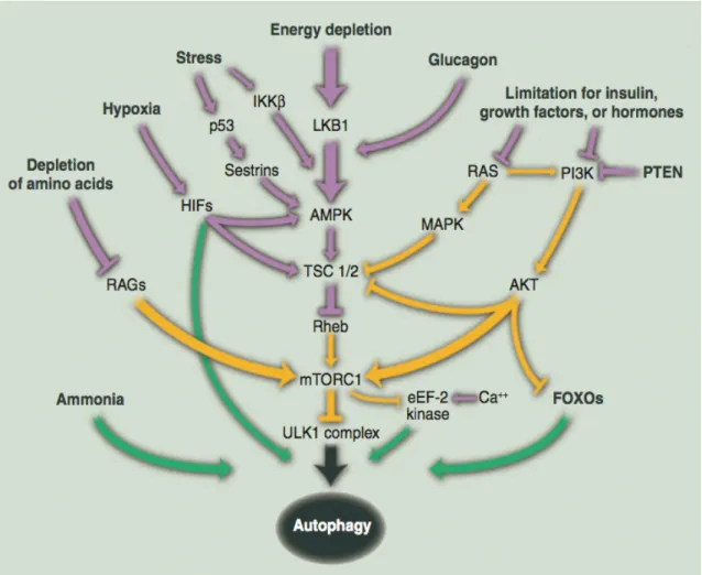 Figure 9. Signaling pathways that regulate autophagy. Nutrient, growth factor, hormone,  and  stress  signals  regulate  autophagy