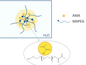 Figure 1.6 – Représentation des domaines hydrophobes formés durant la copolymérisation de l’AMA et du MAPEG en  milieu aqueux à 85°C