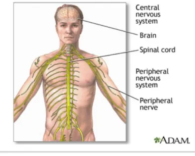Figure 2.1: Central nervous system and peripheral nervous system [2].