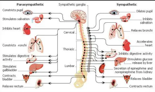 Figure 2.2: Automatic nervous system [1].